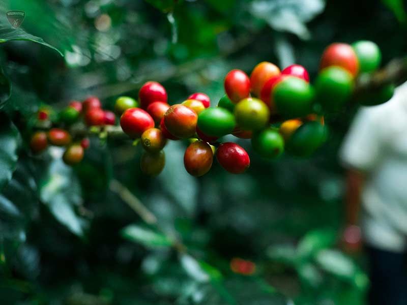 Kaffeebohnen